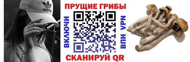 дарк нет Telegram  kraken как войти  Псилоцибиновые грибы мухоморы  Лосино-Петровский  наркота 